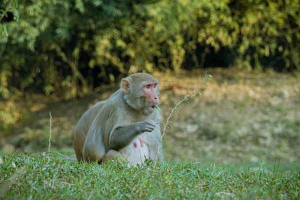 Robes de soirée marocaines : élégance à chaque célébration